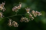 Dactylis glomerata. Верхушка соцветия. Беларусь, Витебская обл., пос. Езерище, луг. 09.07.2017.