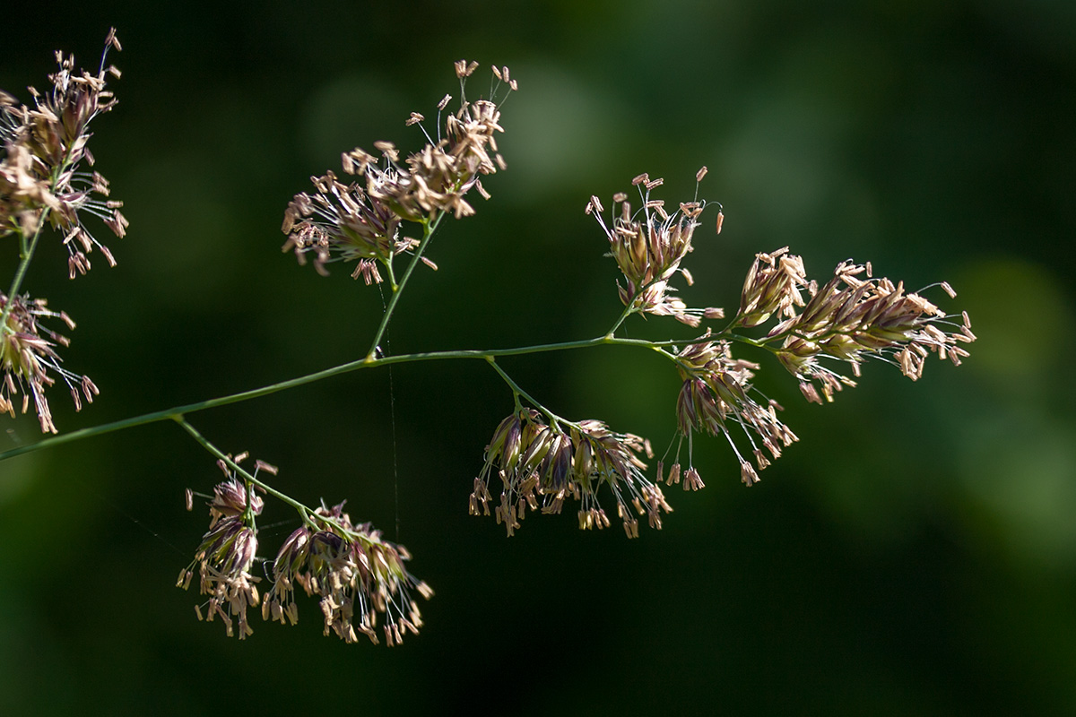 Изображение особи Dactylis glomerata.