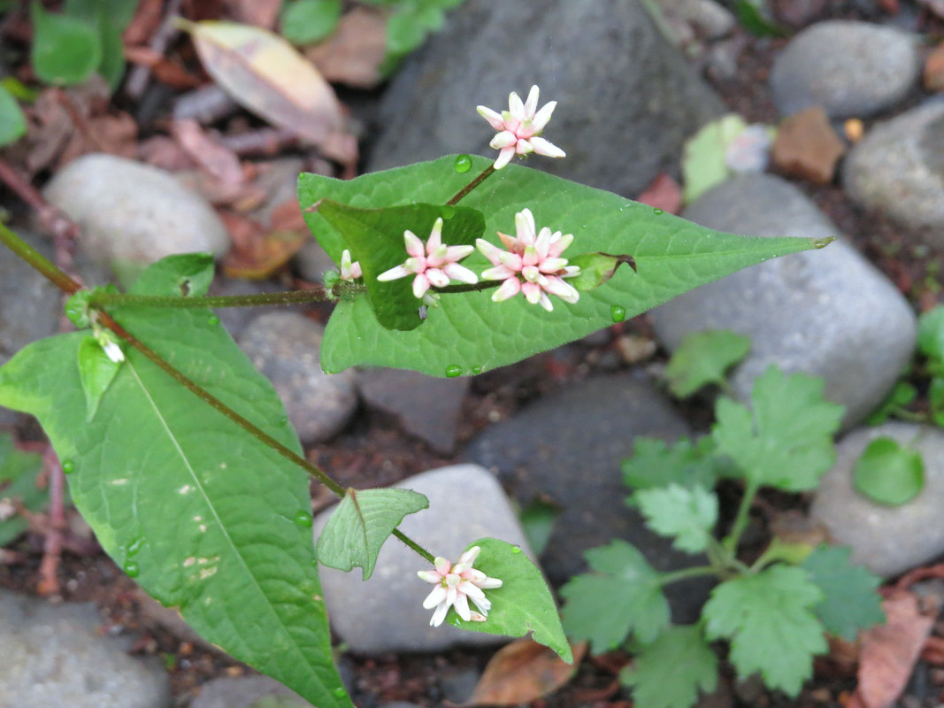 Изображение особи Truellum sagittatum.