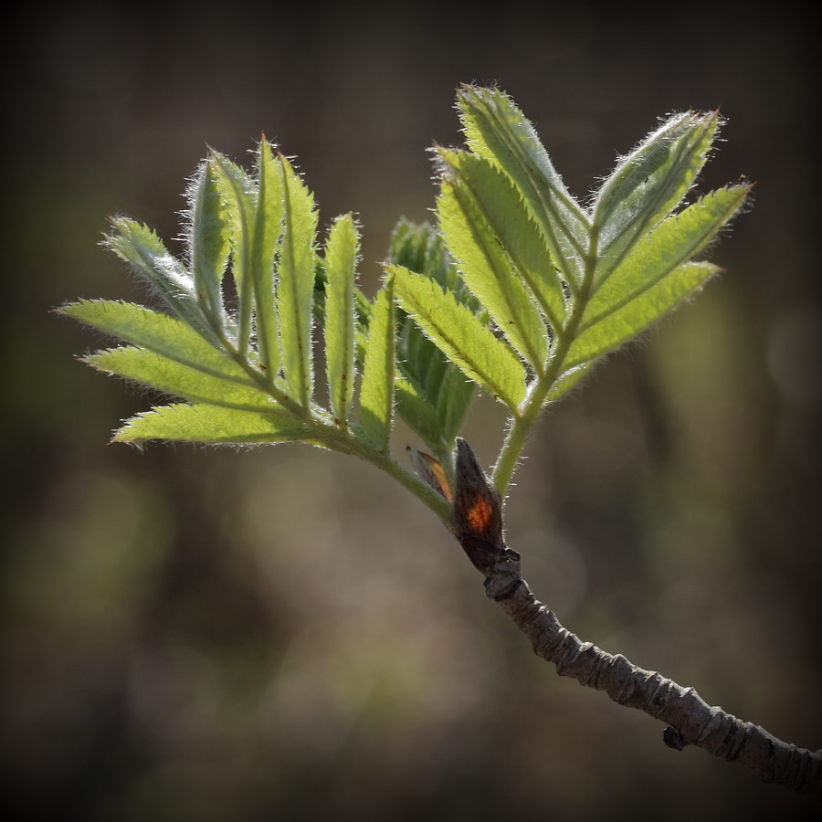 Image of Sorbus aucuparia specimen.