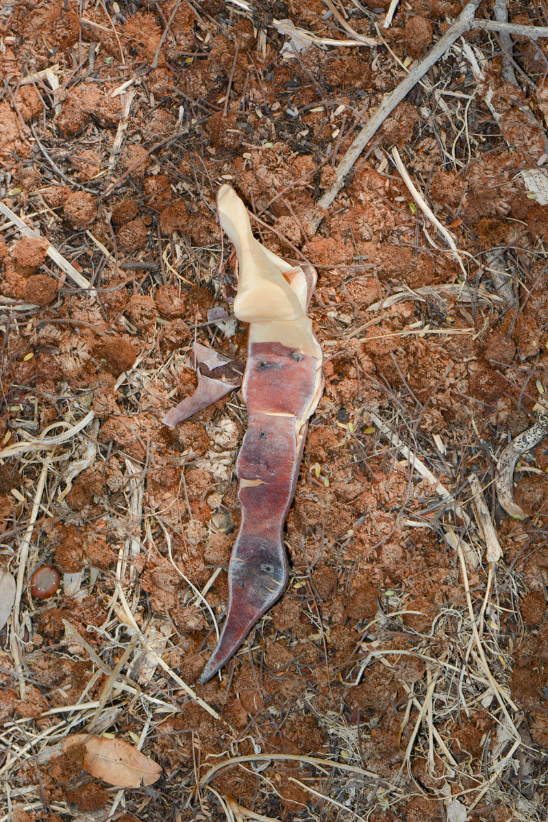 Image of Lysiloma watsonii specimen.