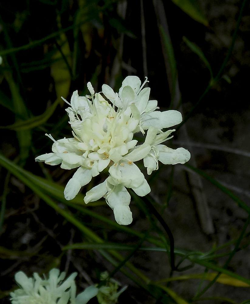 Image of Cephalaria coriacea specimen.