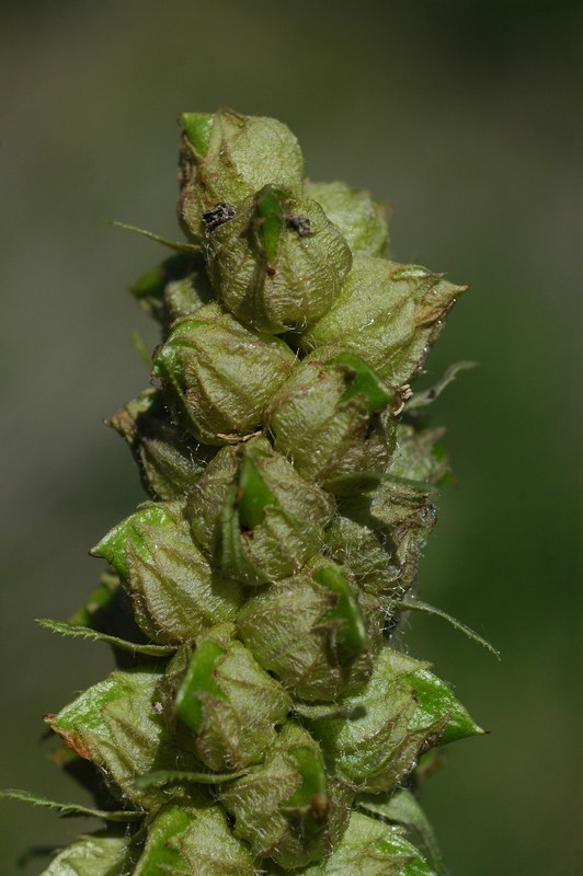 Image of Pedicularis alberti specimen.