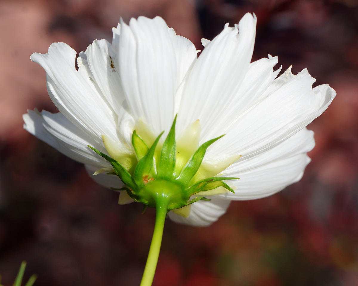 Изображение особи Cosmos bipinnatus.