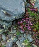 Saxifraga asiatica