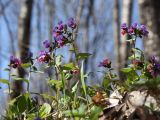 Pulmonaria obscura