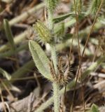 семейство Boraginaceae