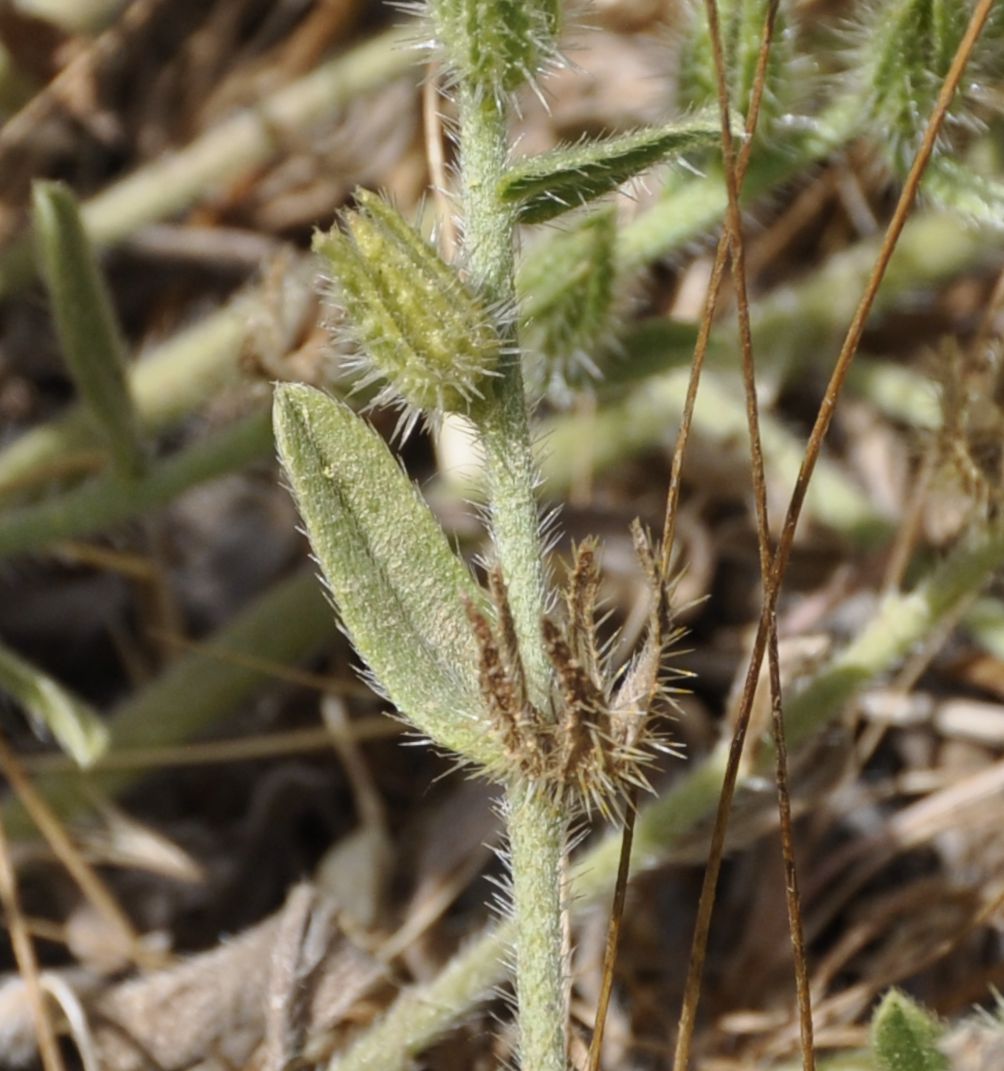 Image of familia Boraginaceae specimen.