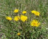 Inula hirta