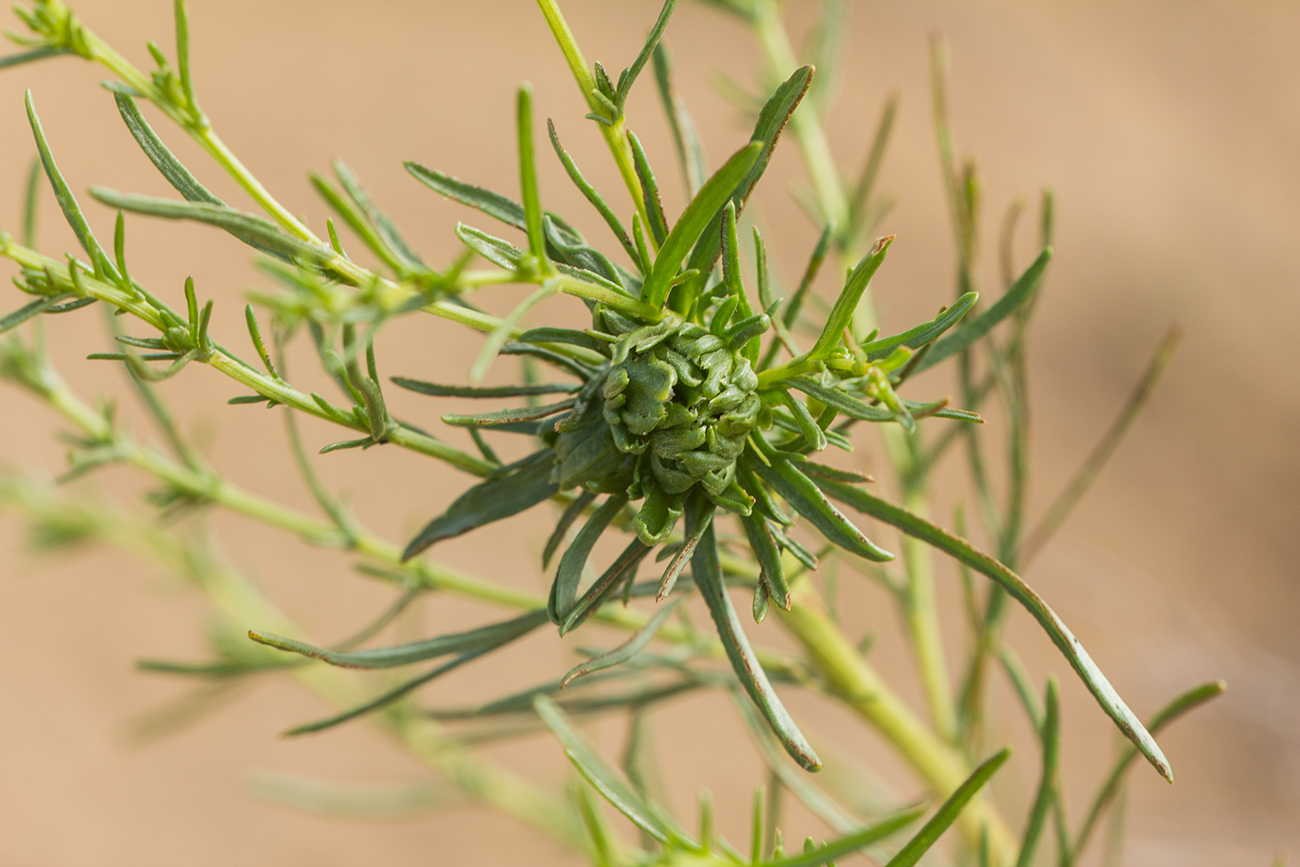 Image of Artemisia tschernieviana specimen.