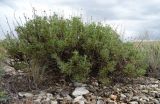 Brachanthemum kasakhorum