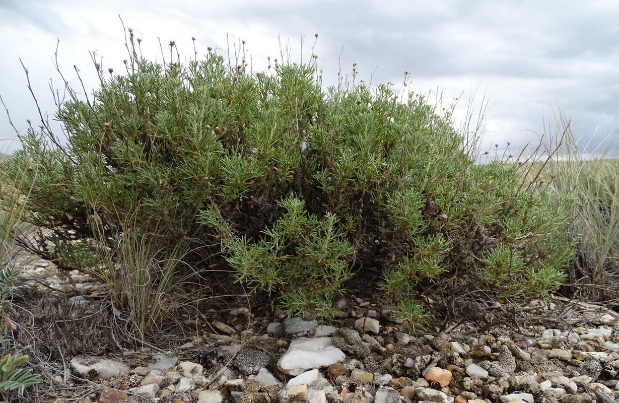 Image of Brachanthemum kasakhorum specimen.