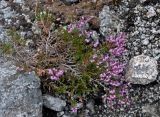 Calluna vulgaris. Цветущее растение. Мурманская обл., Хибины, перевал Северный Чорргор, ≈ 1000 м н.у.м., осыпающийся каменистый склон. 10.08.2018.