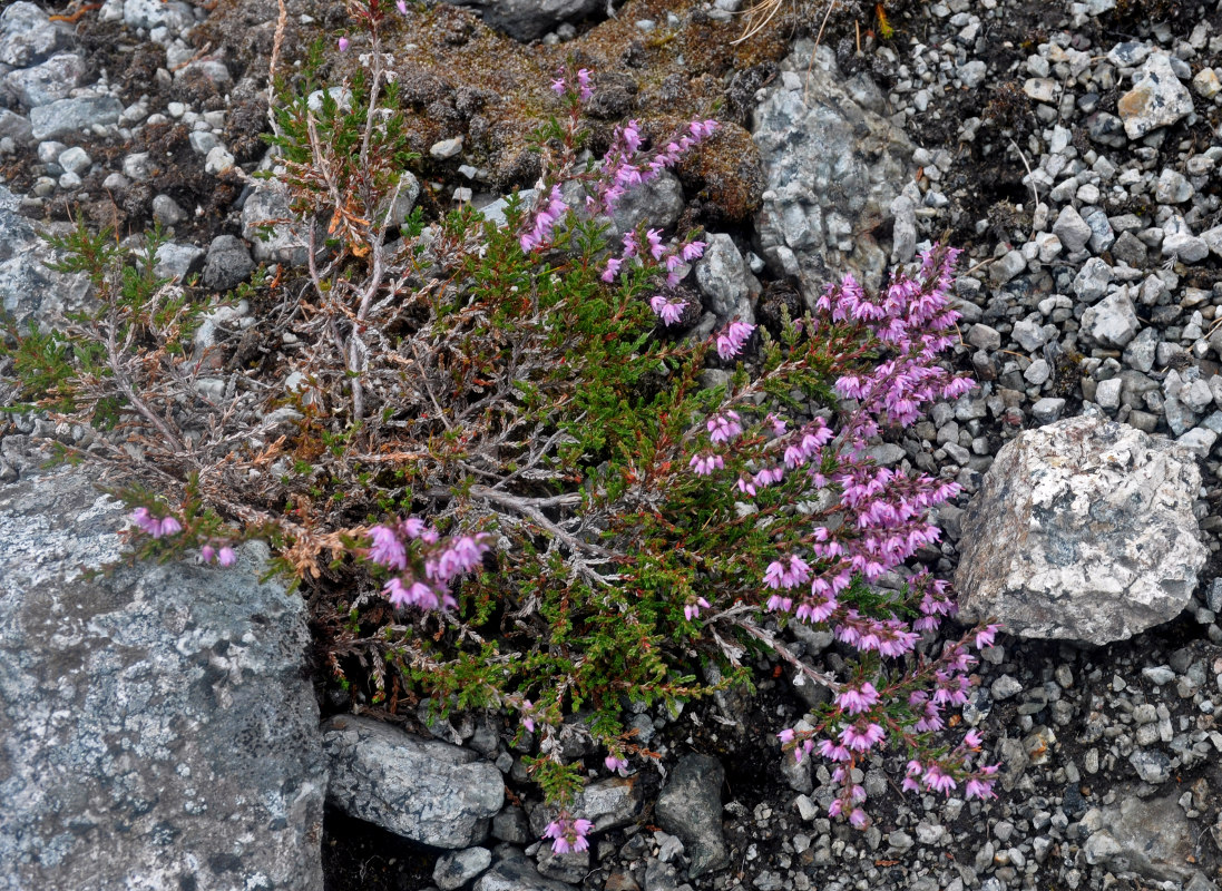 Изображение особи Calluna vulgaris.