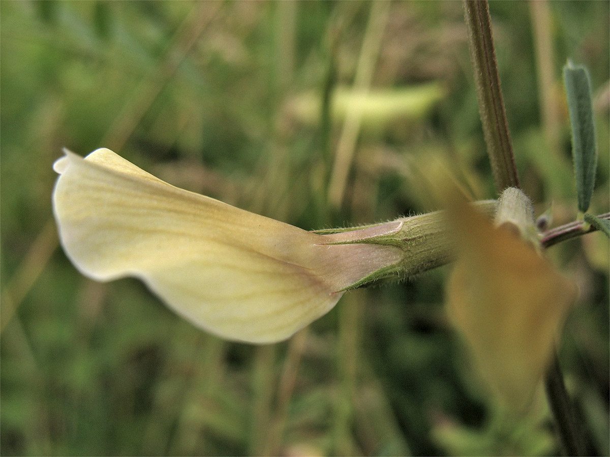 Image of Vicia grandiflora specimen.