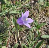 genus Campanula. Верхушка цветущего растения. Грузия, Казбегский муниципалитет, окр. с. Джута, долина руч. Чаухицхали, ≈ 2300 м н.у.м, луг. 31.07.2018.