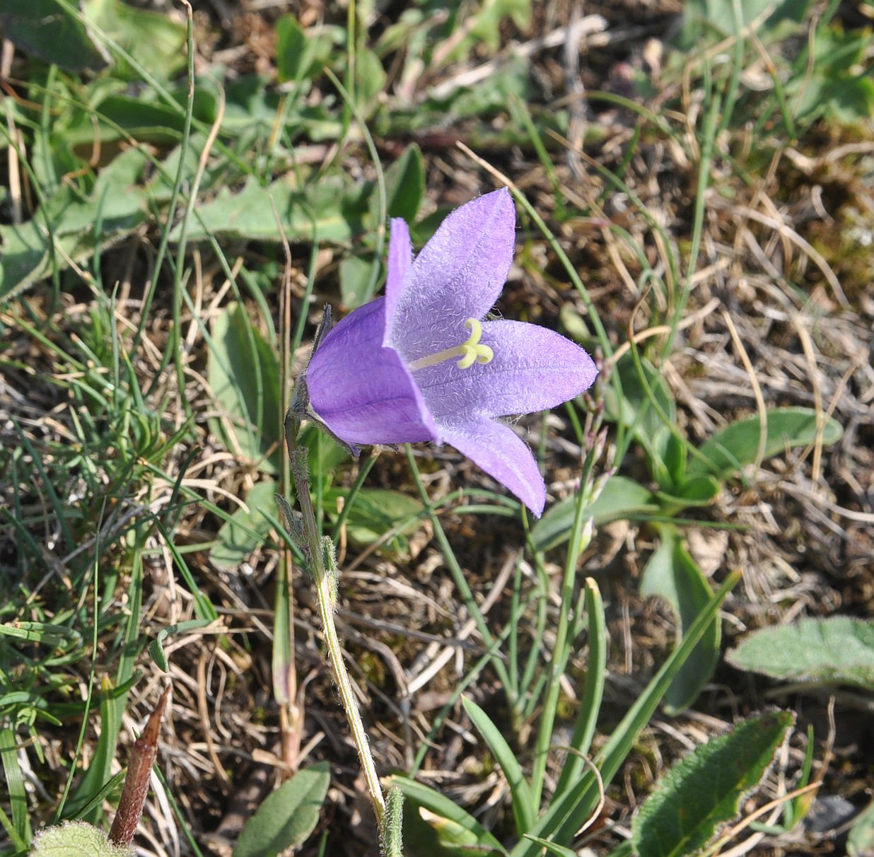 Изображение особи род Campanula.