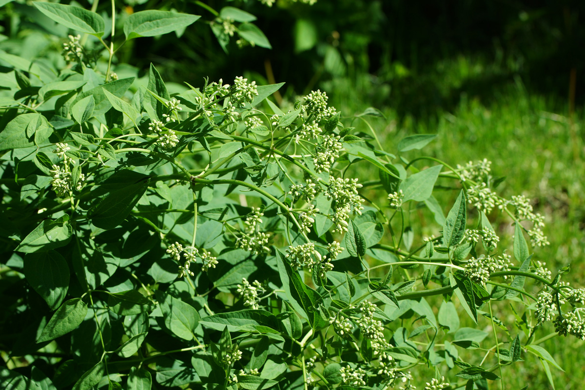 Image of Clematis lathyrifolia specimen.