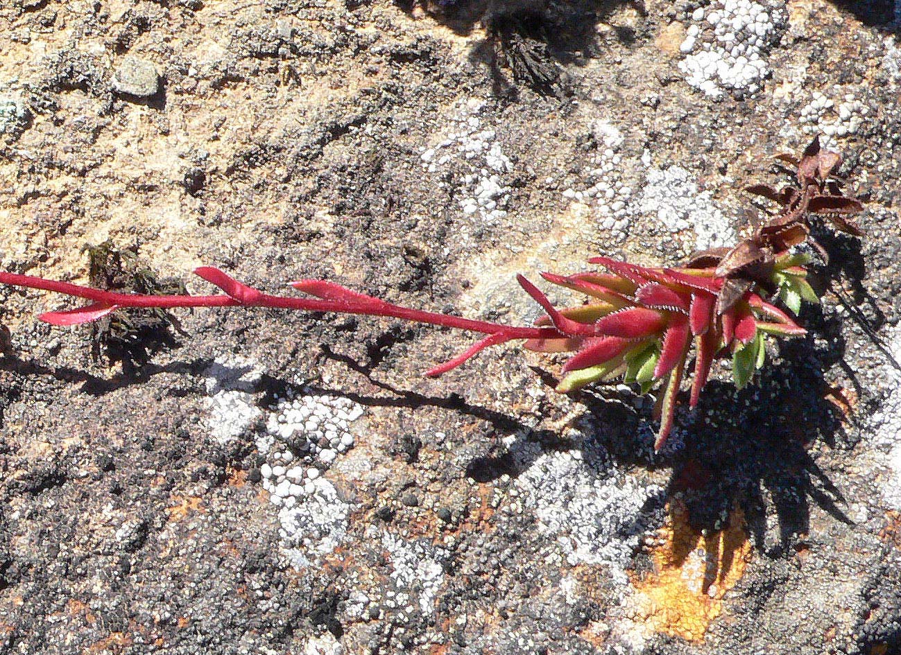 Image of Saxifraga spinulosa specimen.