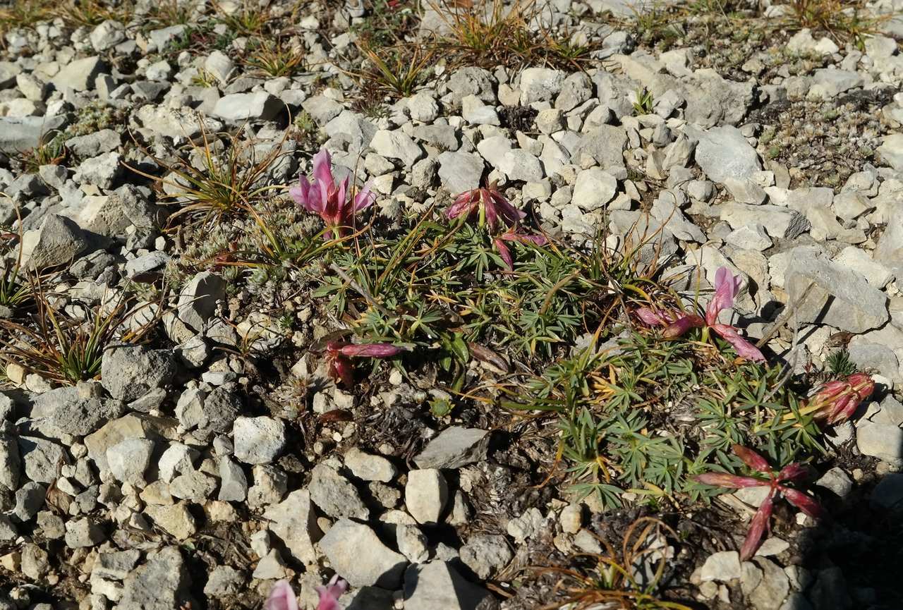 Image of Trifolium polyphyllum specimen.