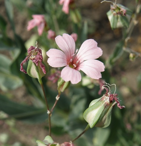 Image of Vaccaria hispanica specimen.