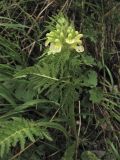 Pedicularis hacquetii. Цветущее растение. Украина, Закарпатская обл., Раховский р-н, хр. Свидовец, ≈ 1800 м н.у.м., альпийский луг. 29 июня 2010 г.