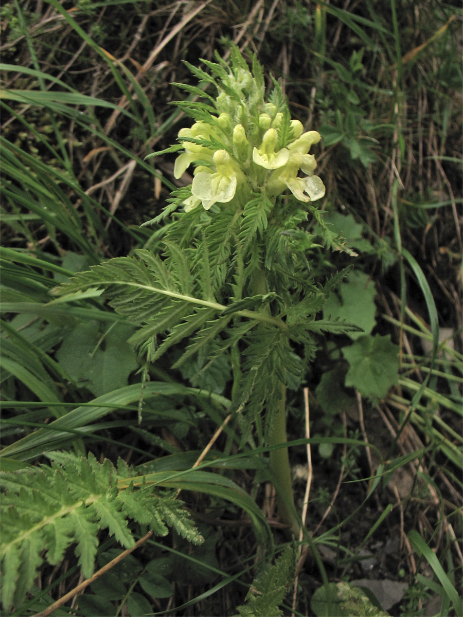 Изображение особи Pedicularis hacquetii.