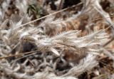 Echium plantagineum