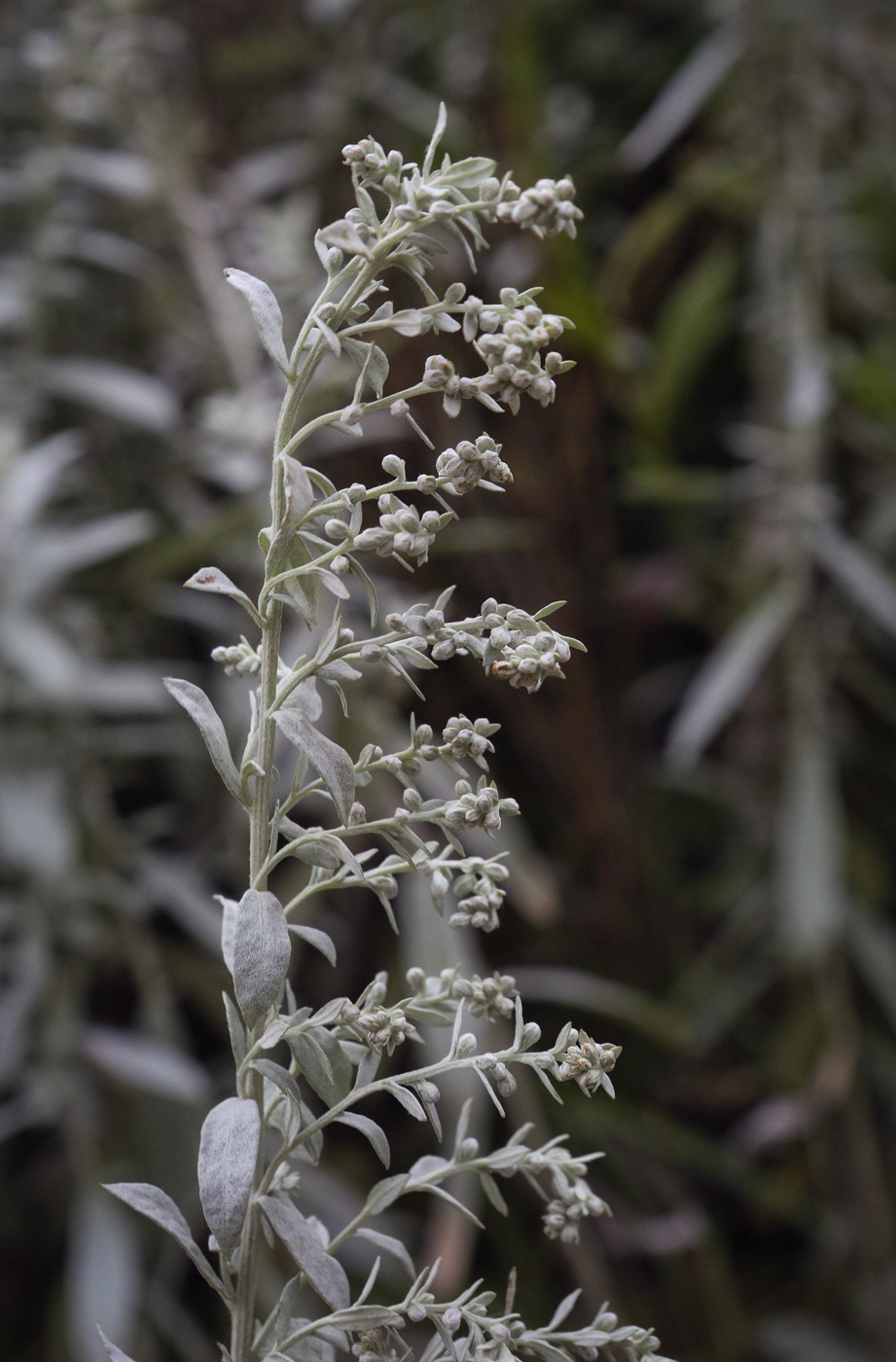 Image of Artemisia ludoviciana specimen.