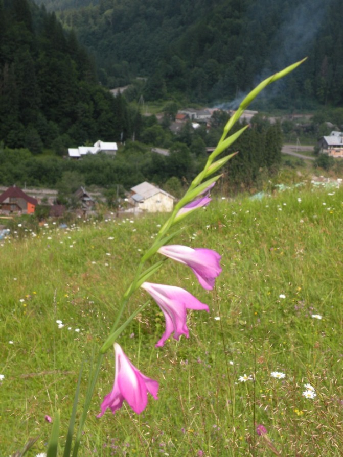 Image of Gladiolus imbricatus specimen.