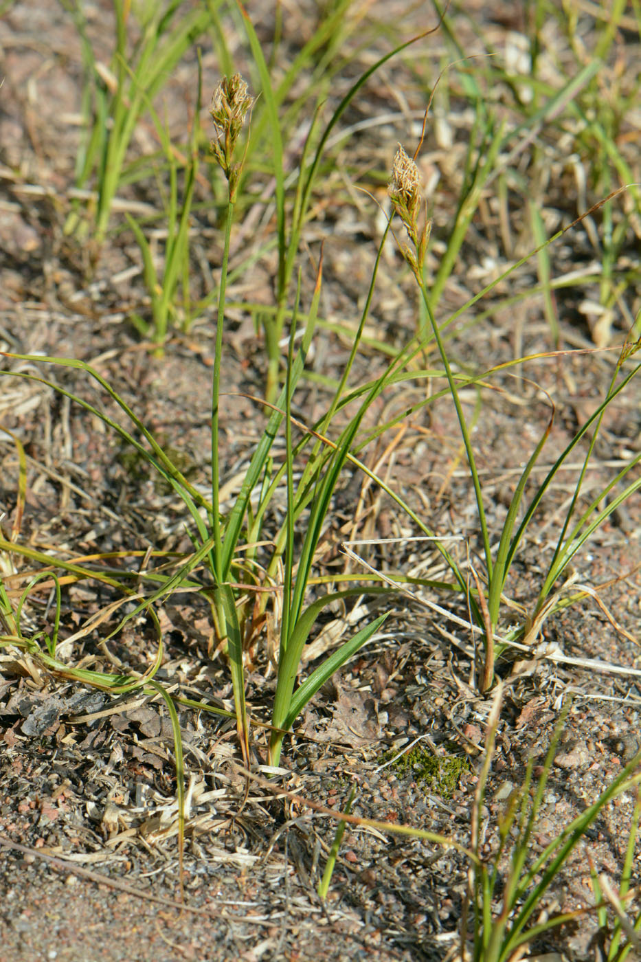 Изображение особи Carex arenaria.