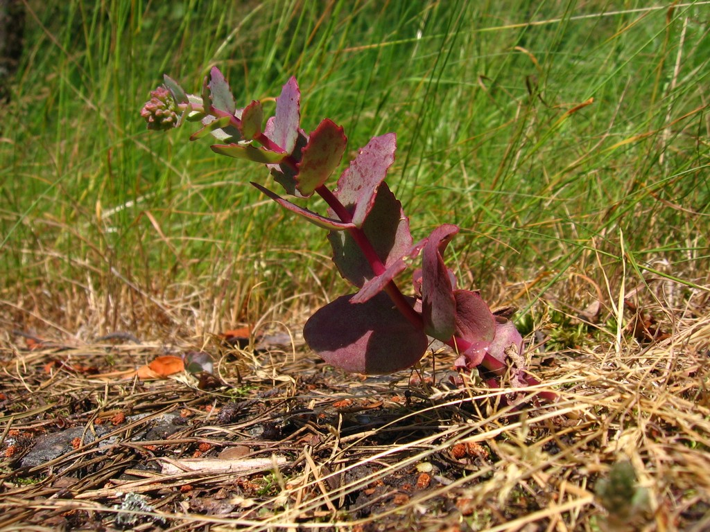 Image of Hylotelephium ruprechtii specimen.