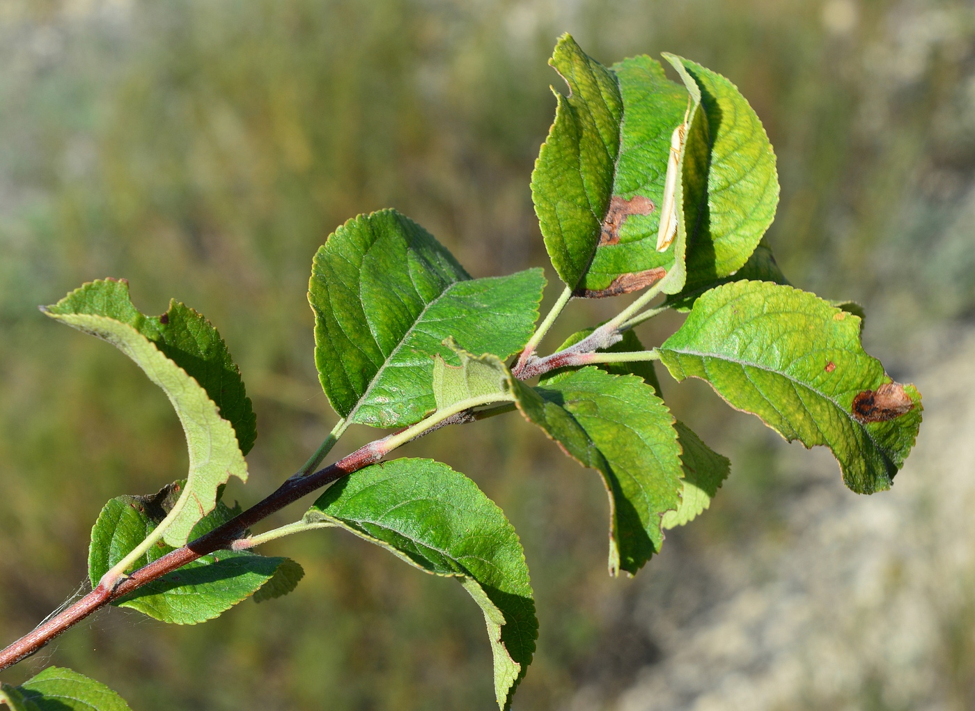 Image of Malus praecox specimen.