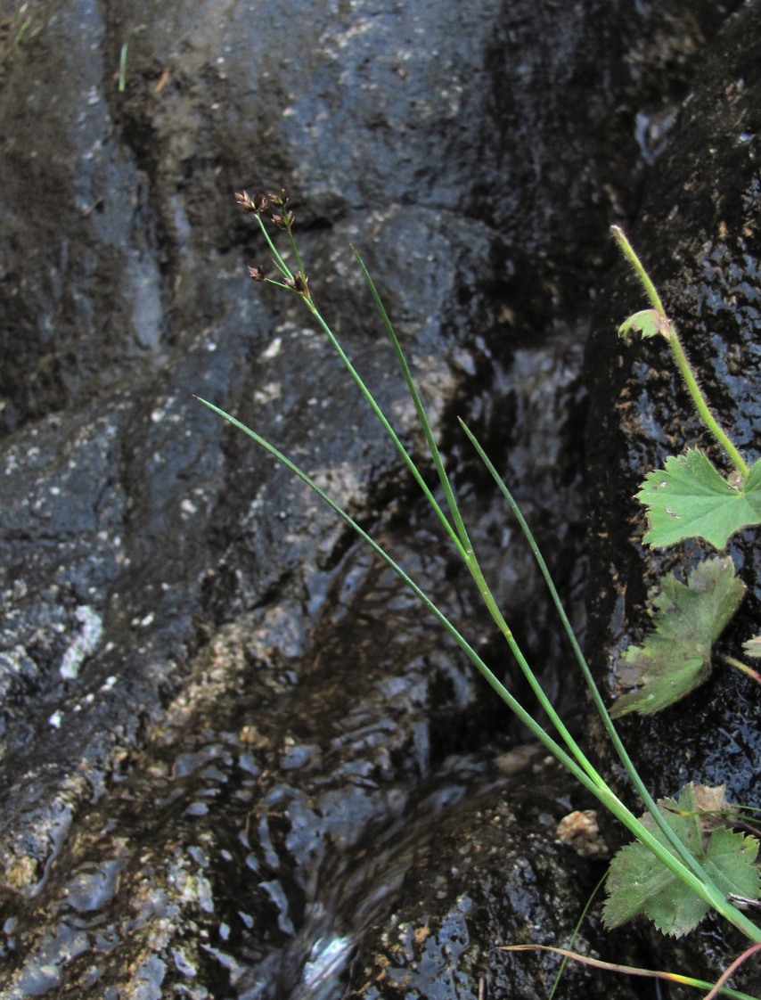 Изображение особи Juncus articulatus.