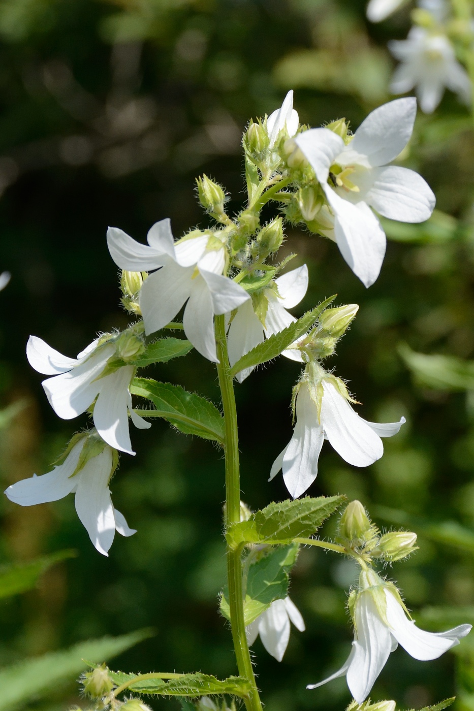 Image of Gadellia lactiflora specimen.