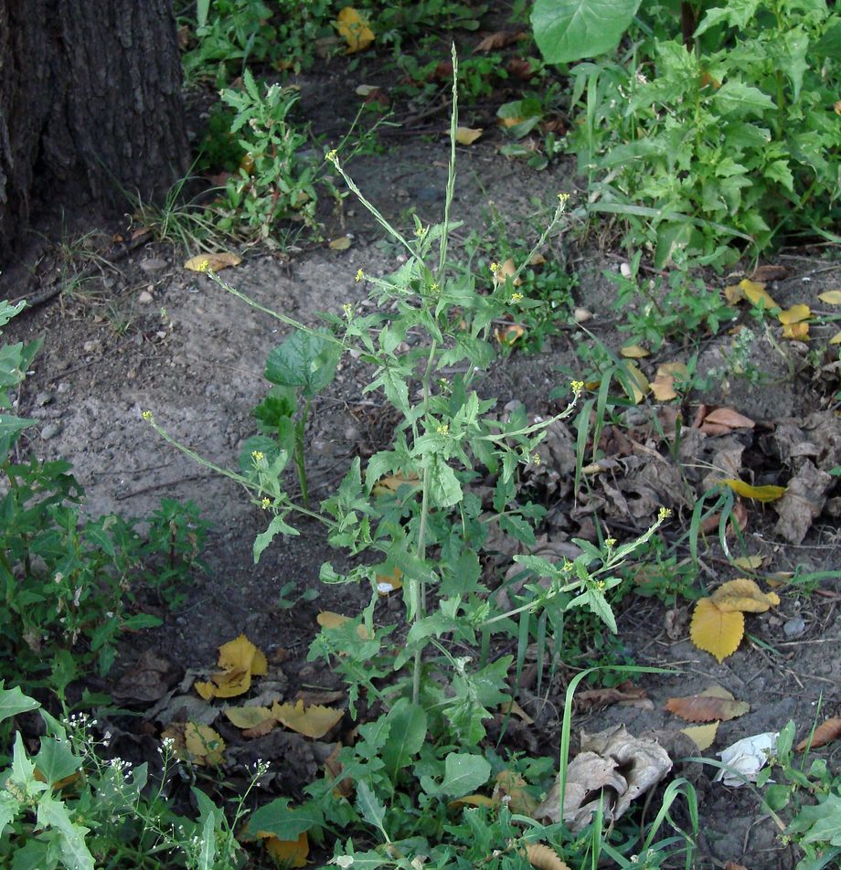 Image of Sisymbrium officinale specimen.