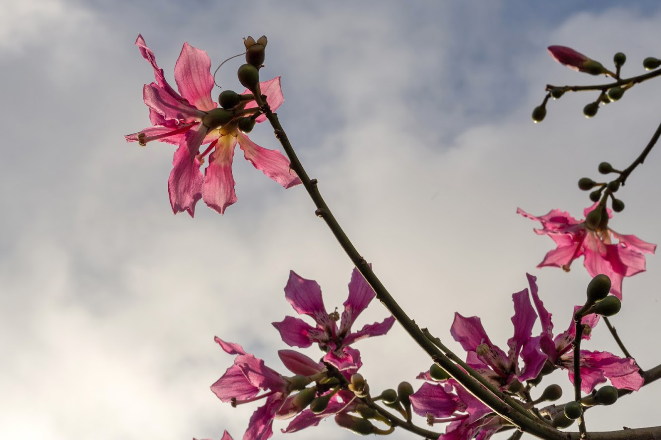 Image of Ceiba speciosa specimen.