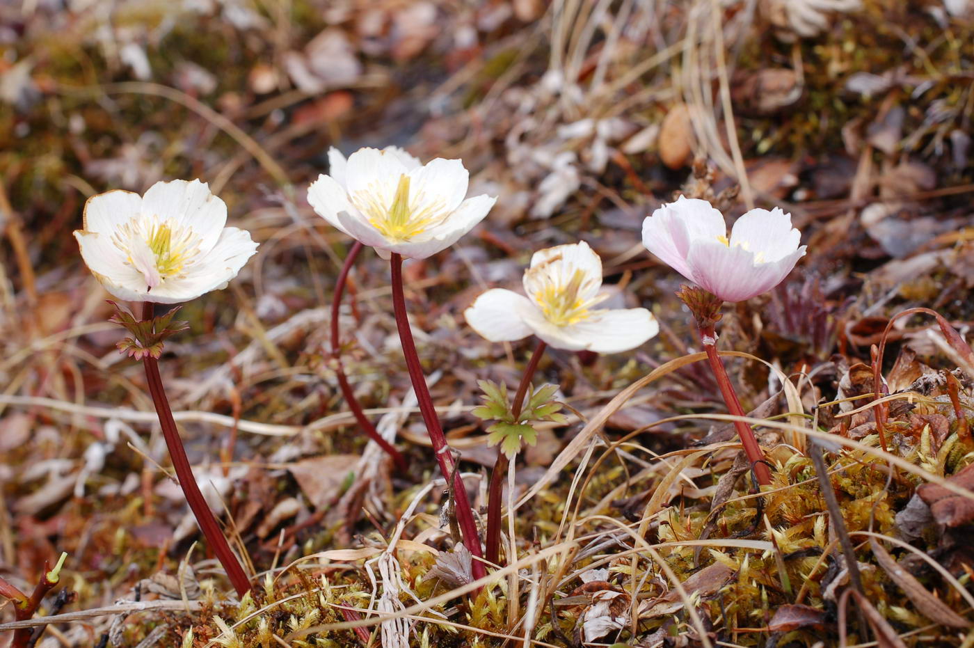 Изображение особи Trollius chartosepalus.