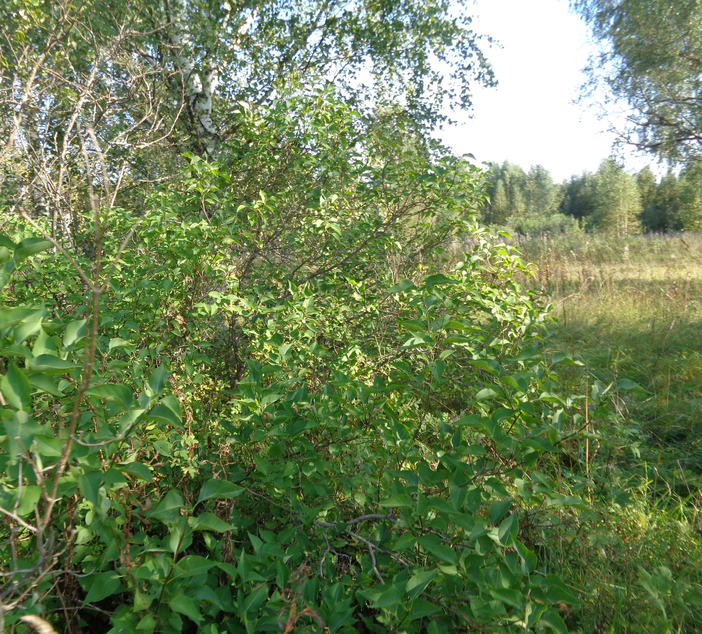 Image of Syringa vulgaris specimen.