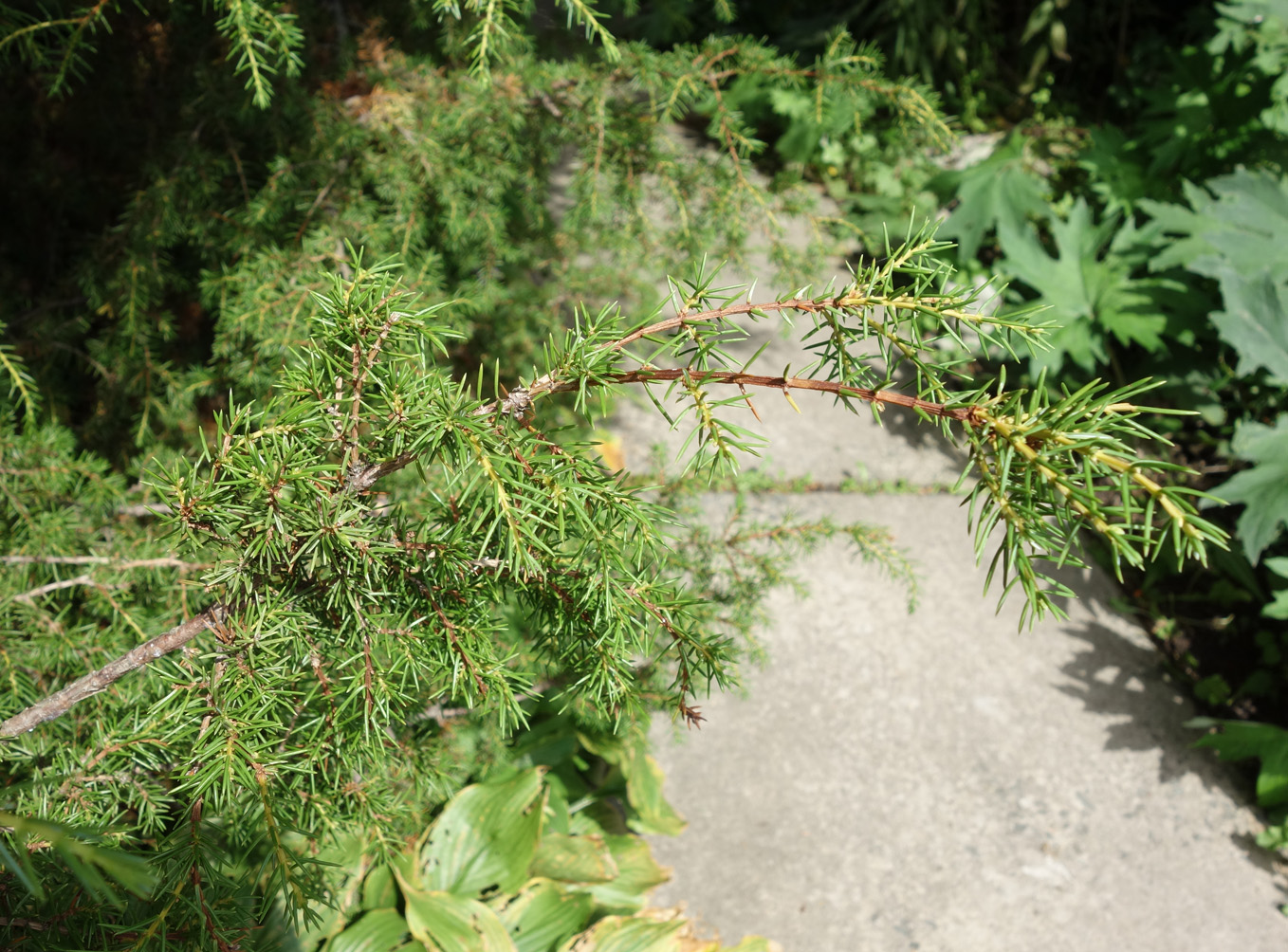 Изображение особи род Juniperus.