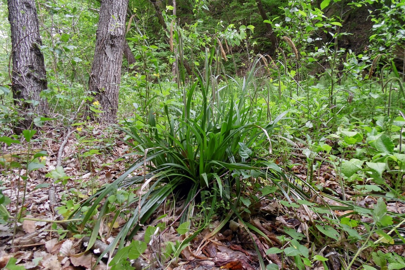 Изображение особи Carex pendula.