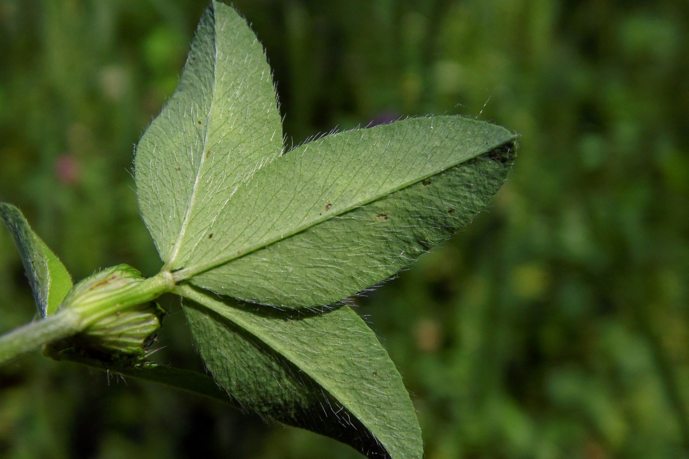 Изображение особи Trifolium pratense.