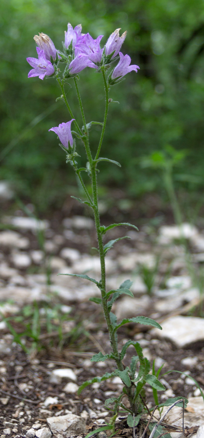 Image of Campanula komarovii specimen.