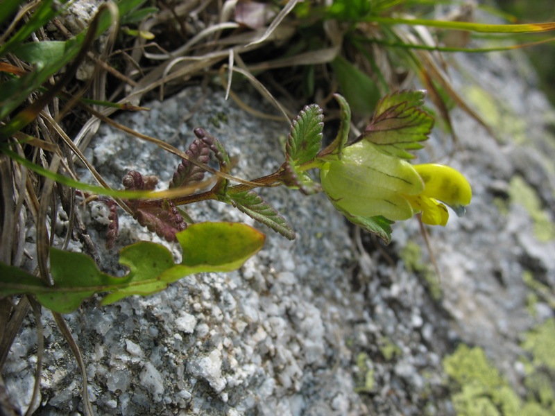 Image of Rhinanthus schischkinii specimen.