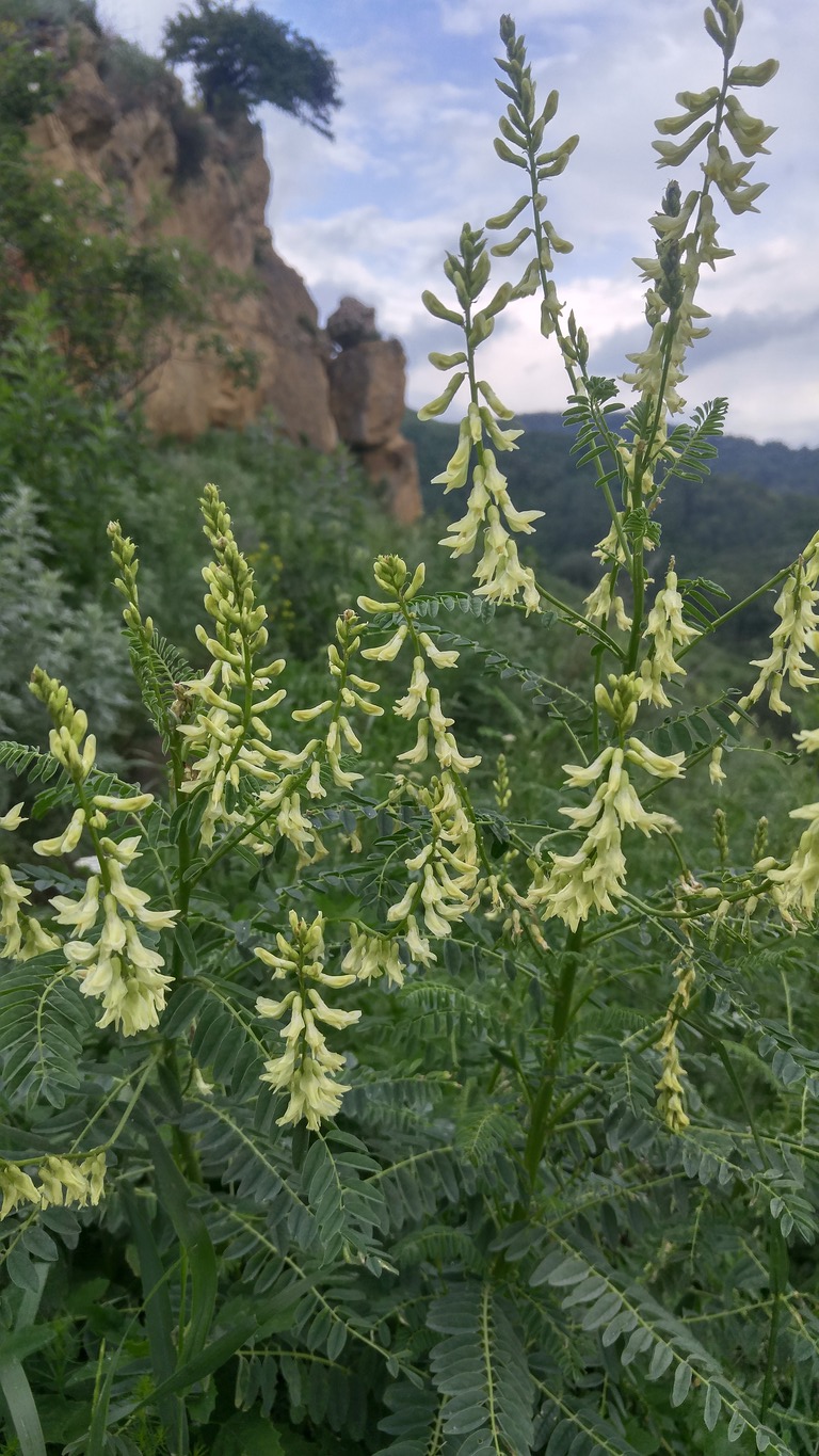 Image of Astragalus galegiformis specimen.