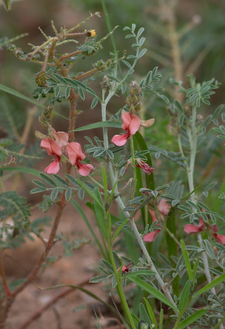 Image of Indigofera heterotricha specimen.