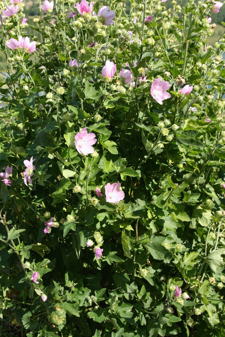 Image of Malva thuringiaca specimen.