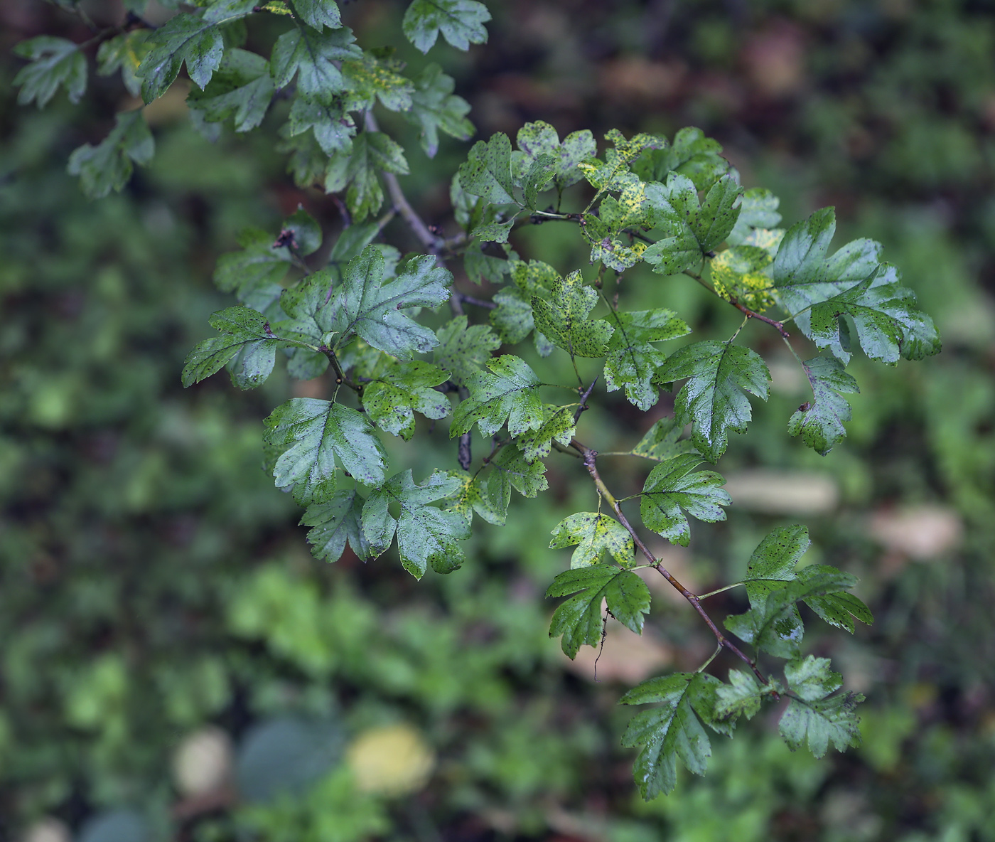 Image of Crataegus &times; media specimen.