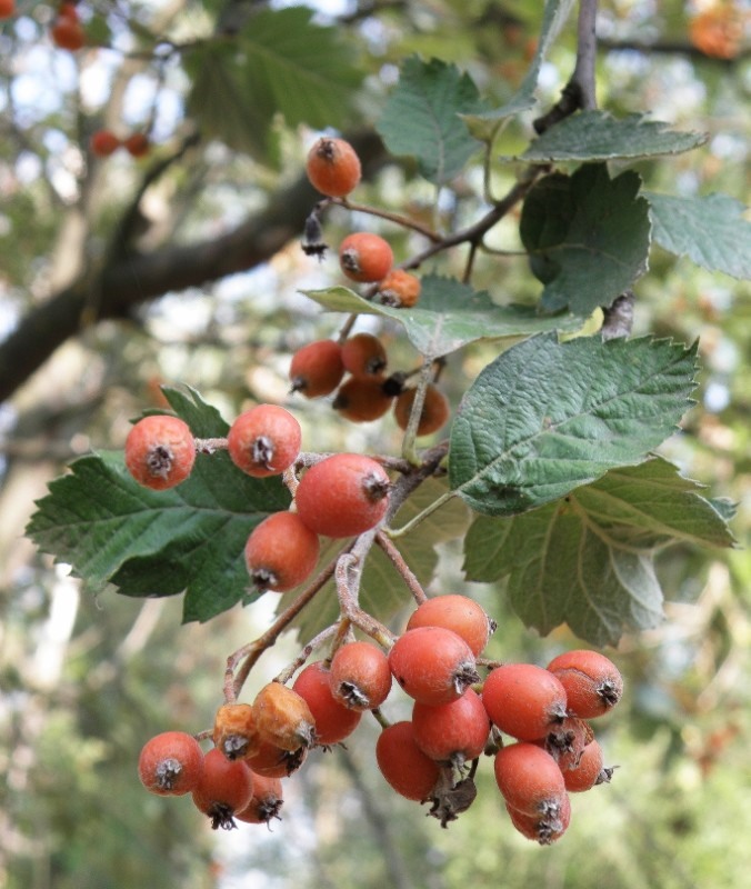 Image of Sorbus intermedia specimen.