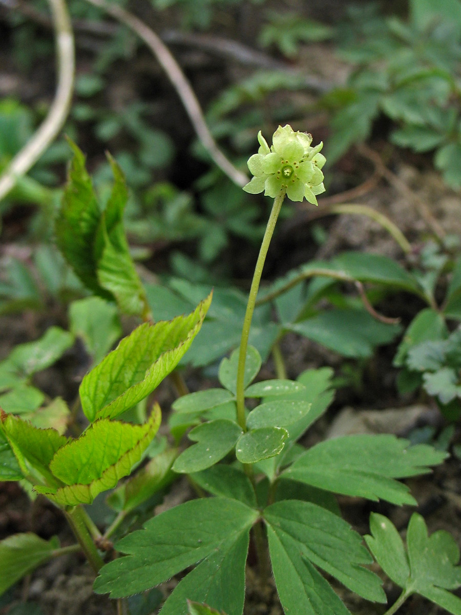 Image of Adoxa moschatellina specimen.